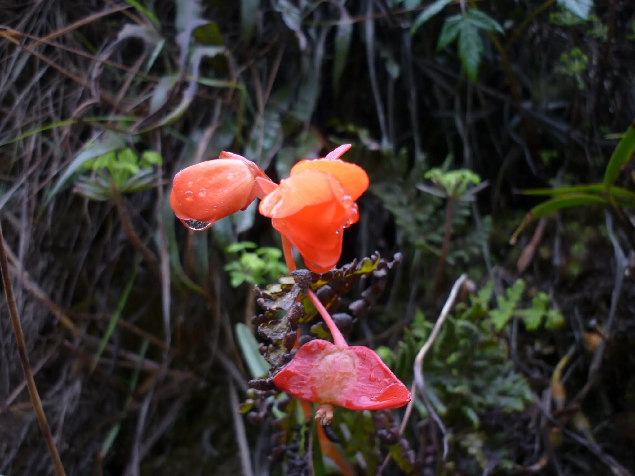 A flower for the reader